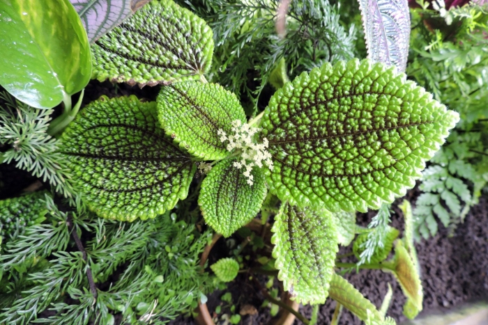 Пилея микрофилла