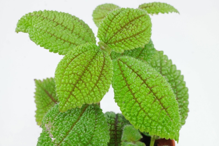 Пилея растение