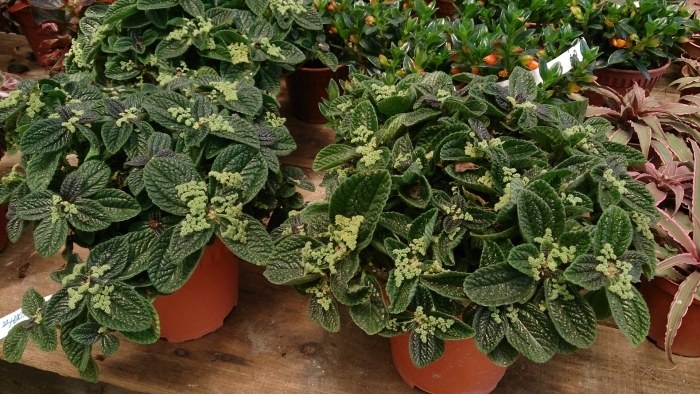 Пилея involucrata