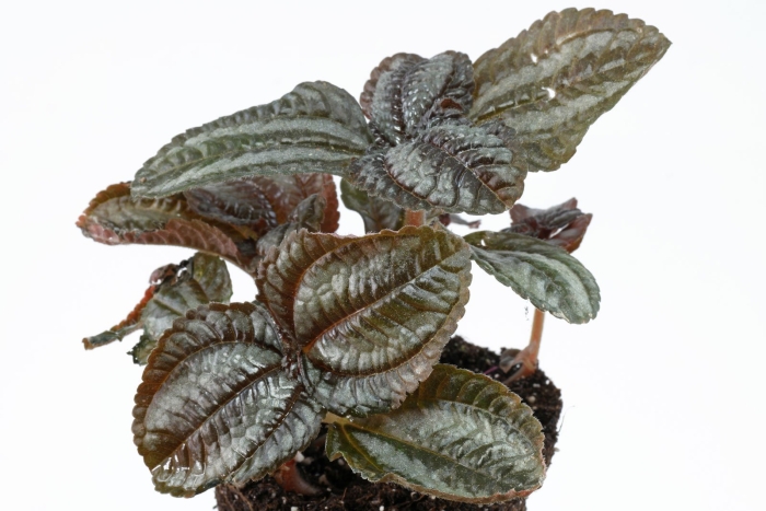 Пилея спруса сильвер