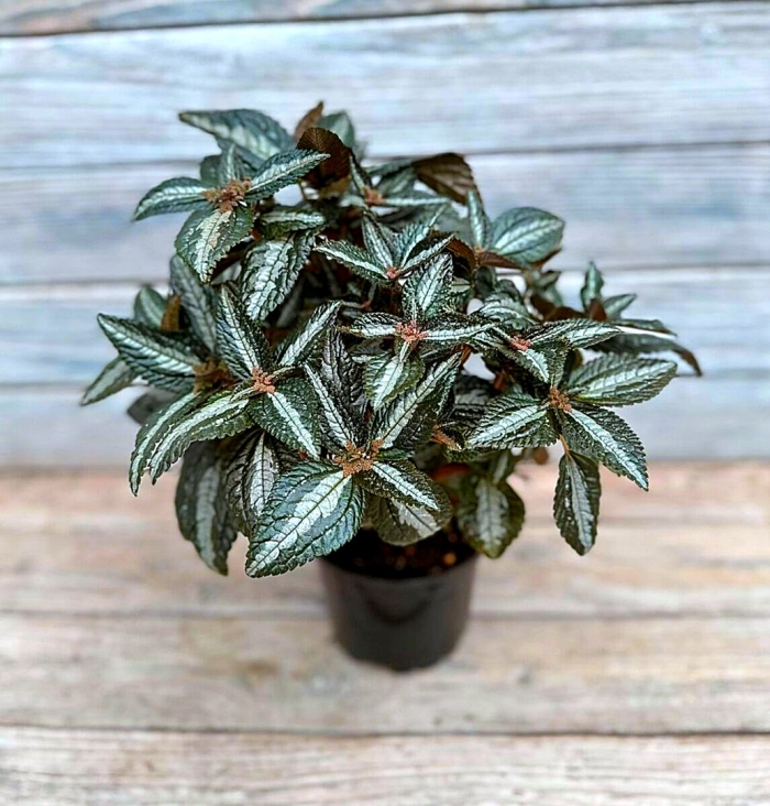 Пилея спруса сильвер