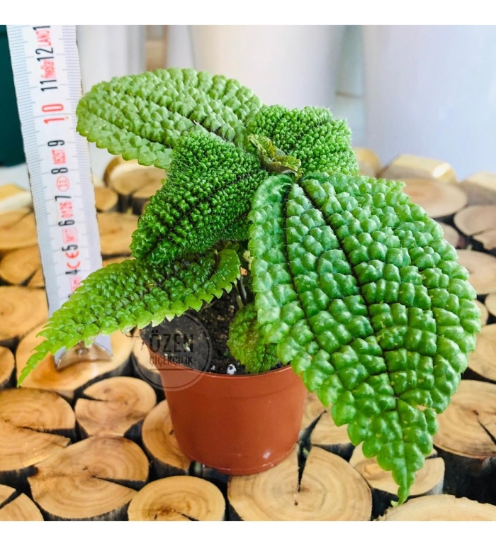 Пилея цветок комнатный