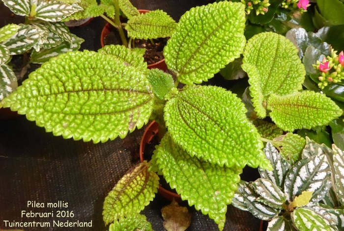 Пилея молис