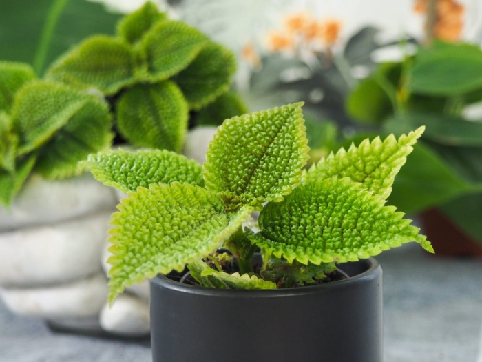 Пилея кадиера