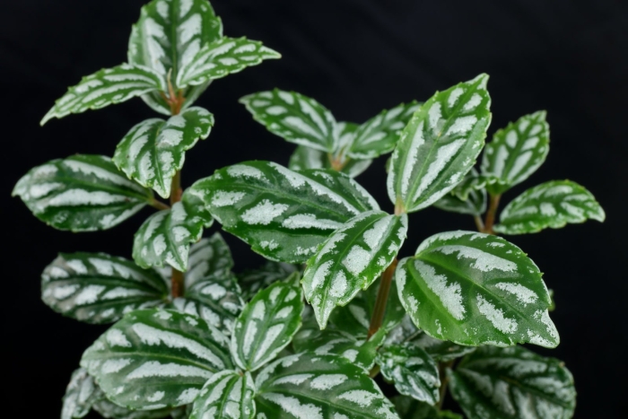 Пилея кадье цветок