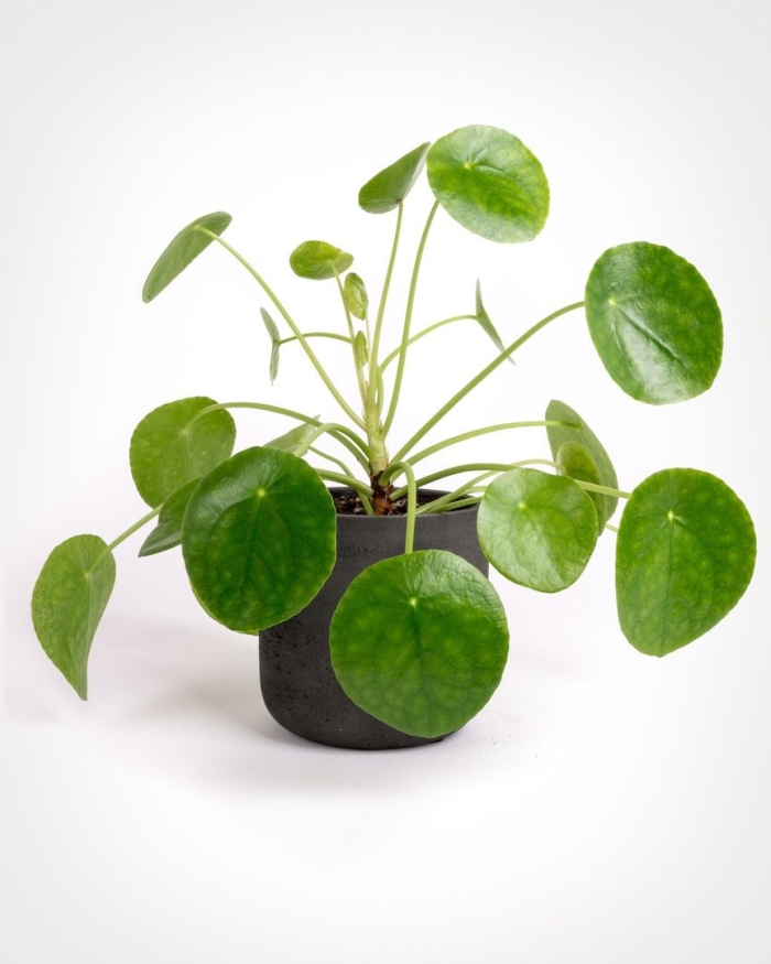 Pilea peperomioides