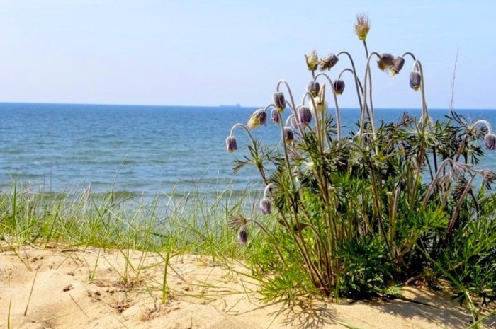 Pulsatilla pratensis