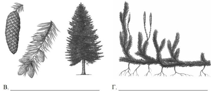 Плаун булавовидный