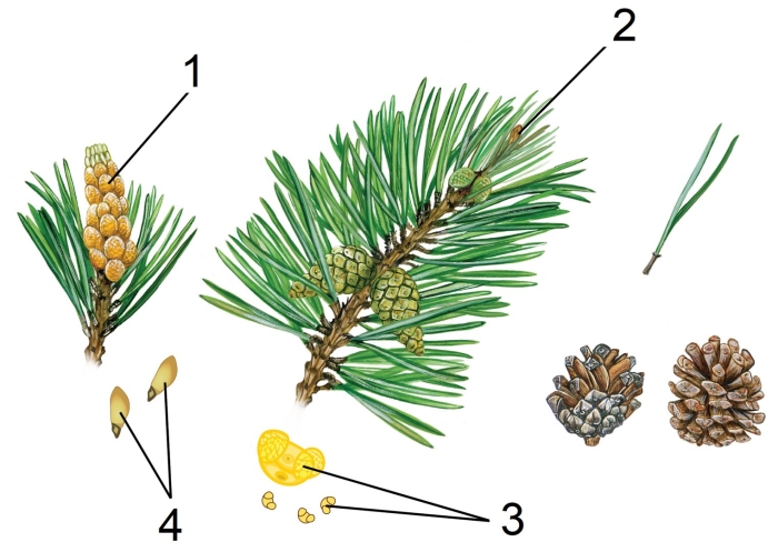 Сосна обыкновенная строение
