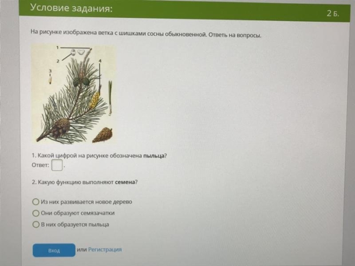 Ветка сосны обыкновенной