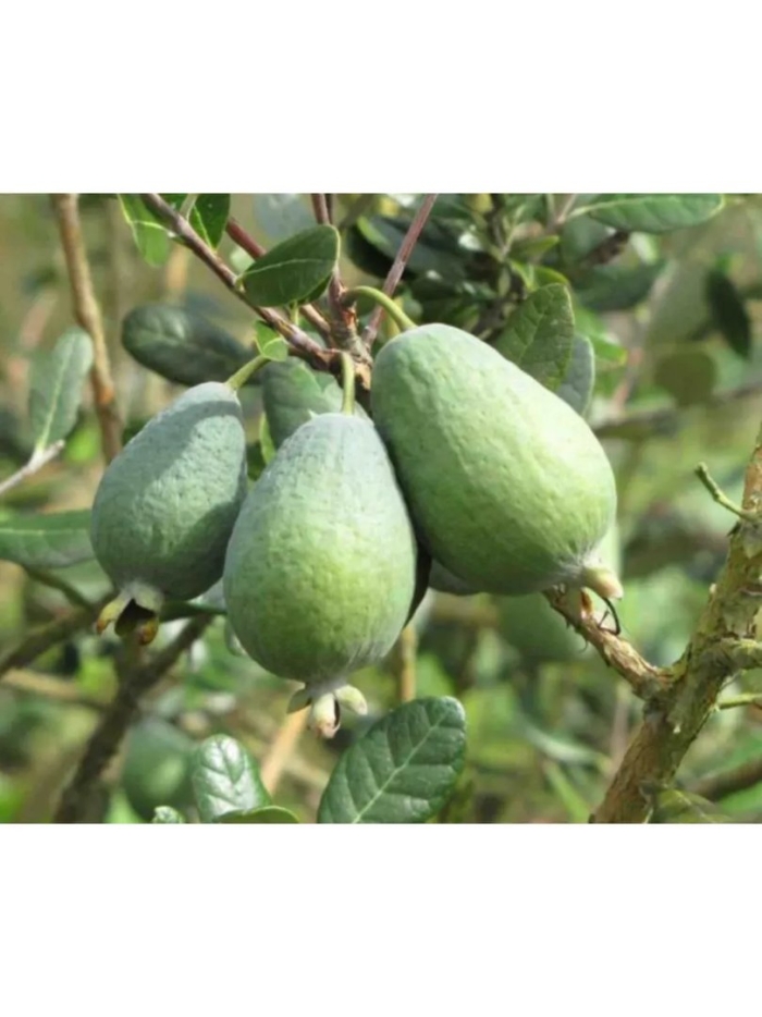 Фейхоа куст