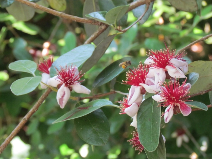 Фейхоа цветет