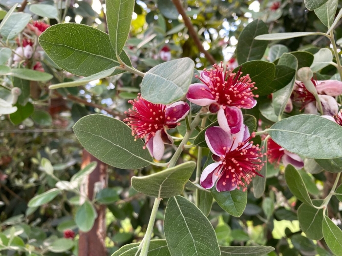 Фейхоа селлова