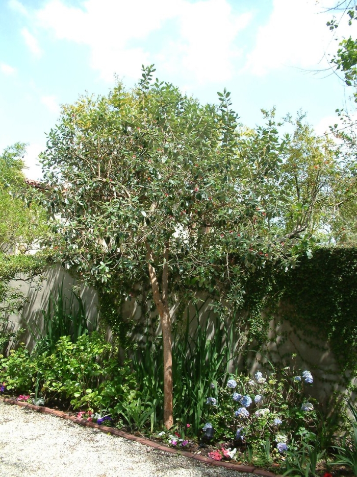 Фейхоа магнифика