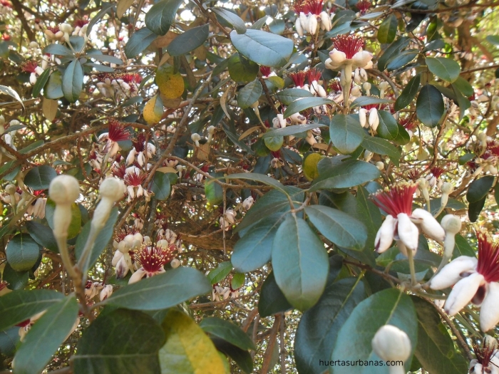 Фейхоа цветок