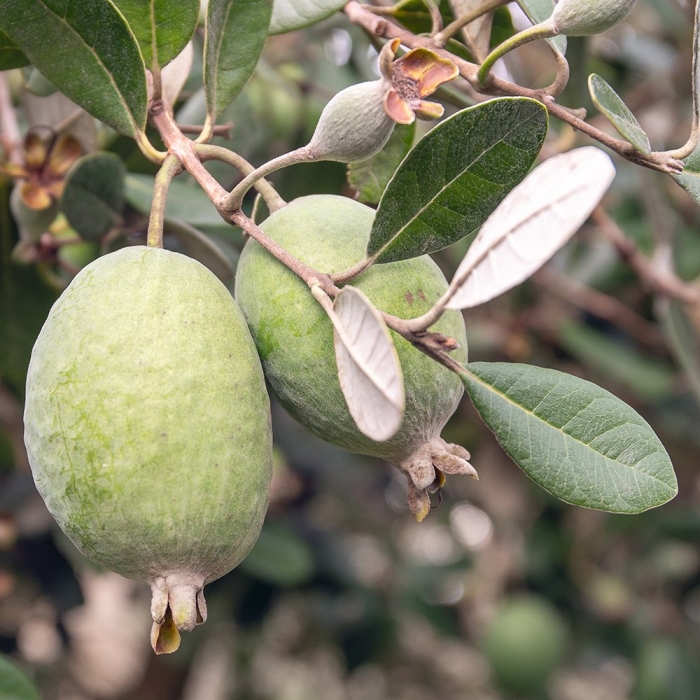 Южный плод фейхоа