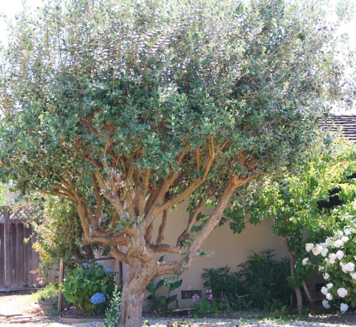 Дерево фейхоа