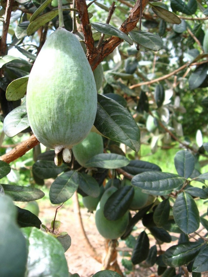 Feijoa sellowiana