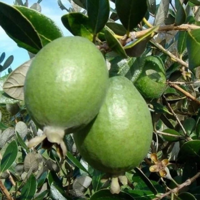 Плод фейхоа