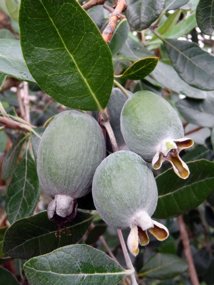 Растение фейхоа