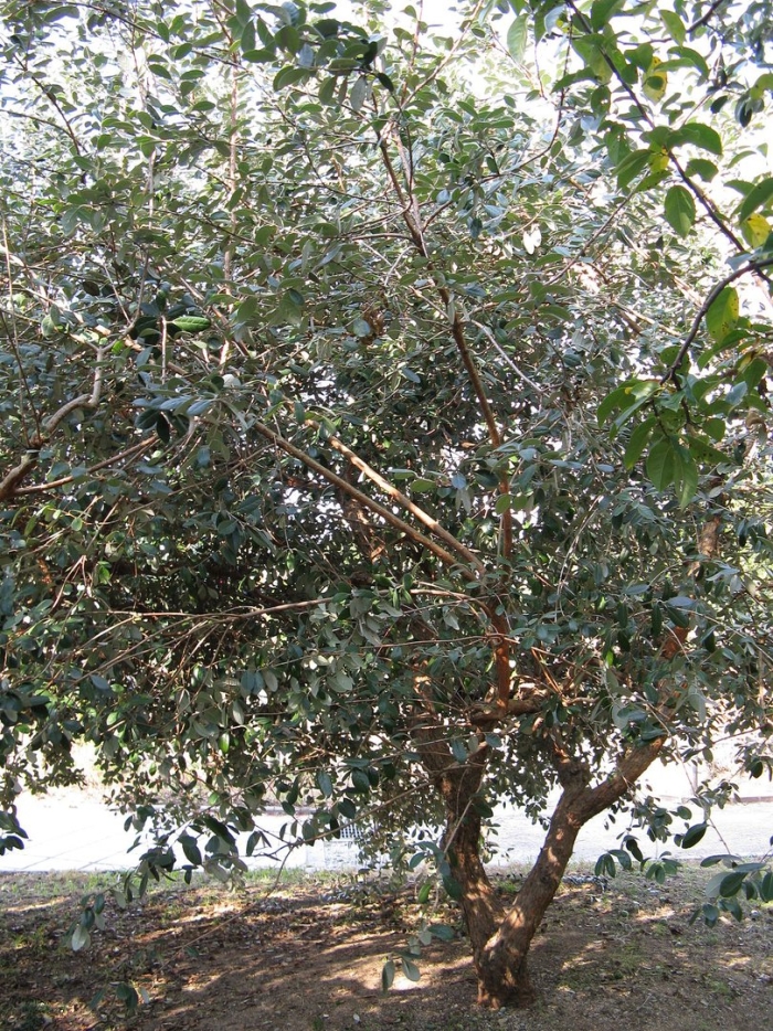 Eucalyptus tree