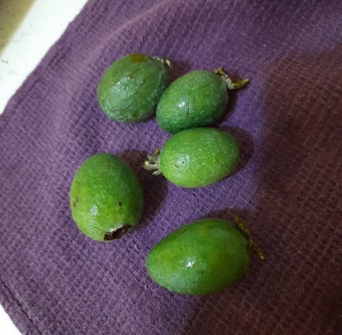 Фейхоа полезные свойства