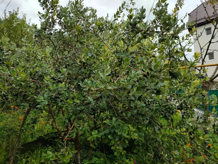 Ягода фейхоа