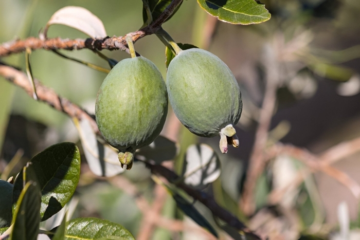 Фейхоа фрукт