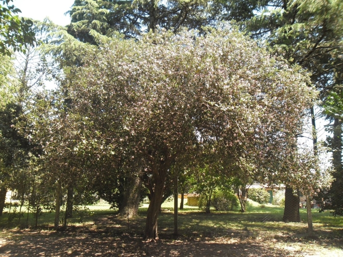 Hernandia nymphaeifolia