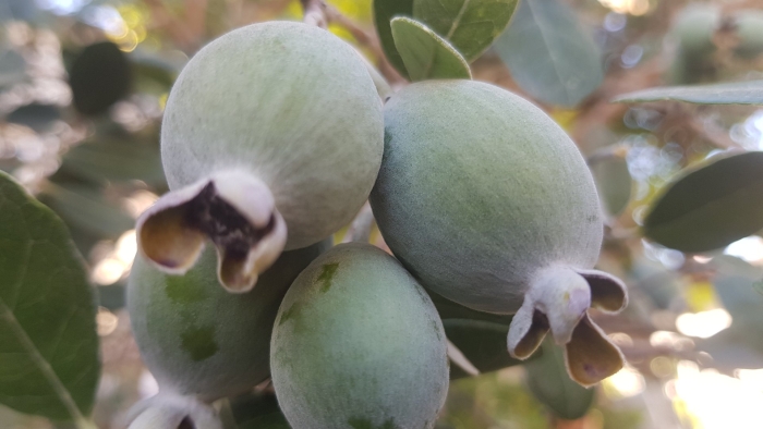 Фейхоа полезные свойства