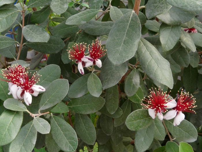 Фейхоа растение