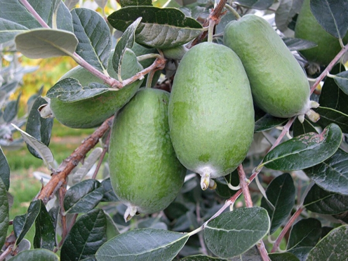 Feijoa sellowiana
