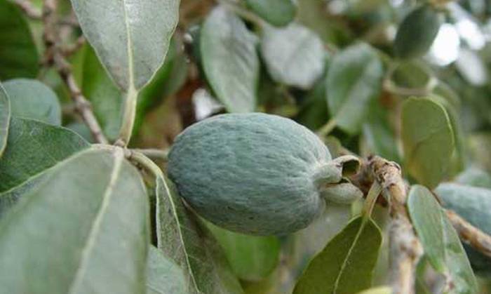 Фейхоа магнифика