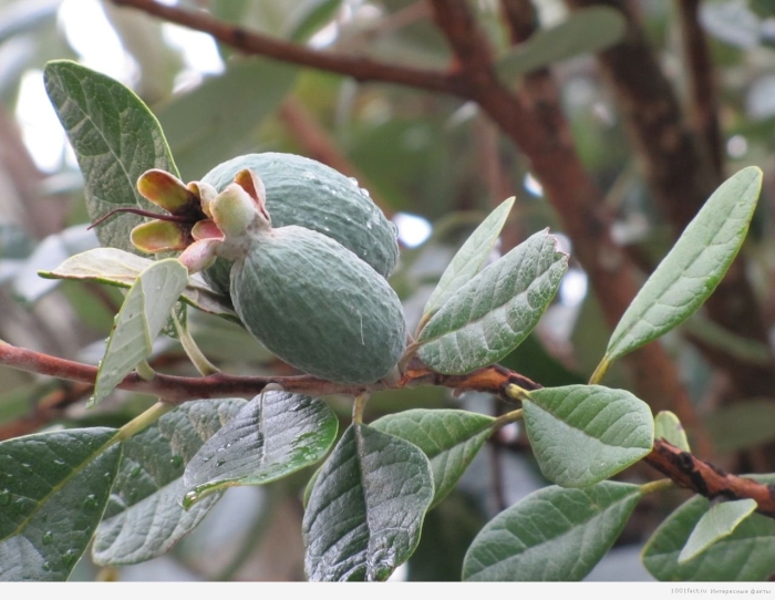 Фейхоа ягода