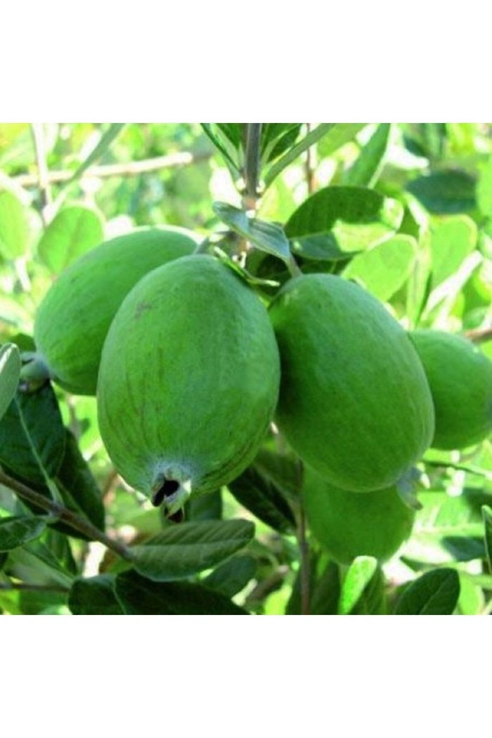 Фейхоа плод