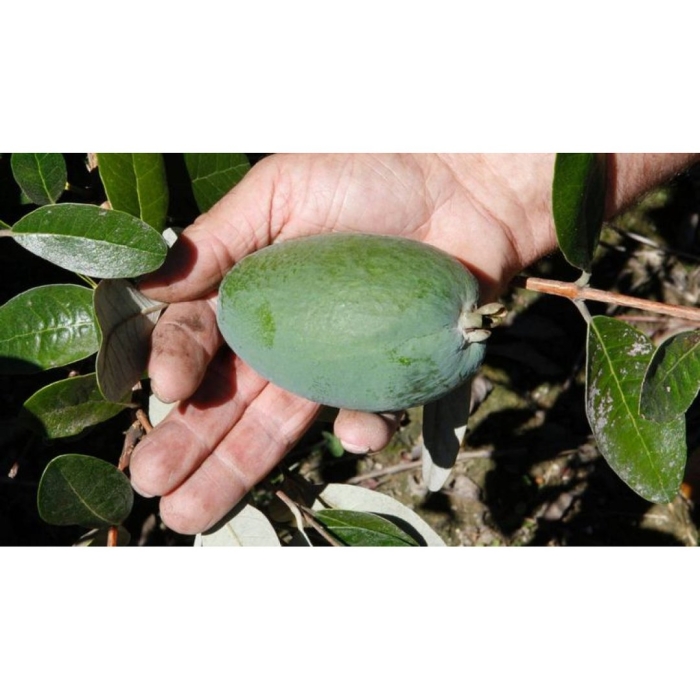 Фейхоа магнифика