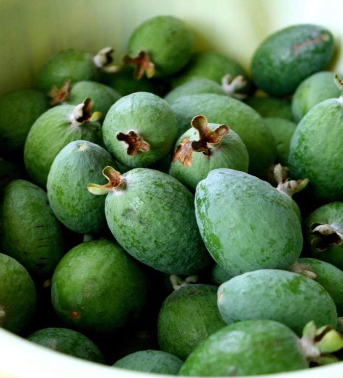 Зелёная ягода фейхоа