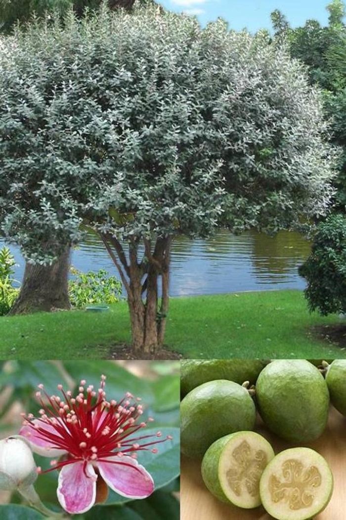 Фейхоа растение