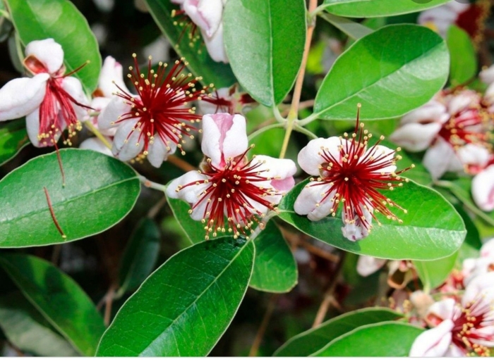 Фейхоа цветет