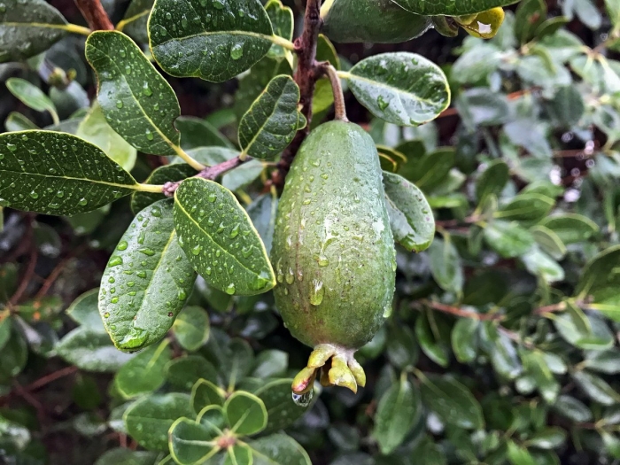 Фейхоа росток