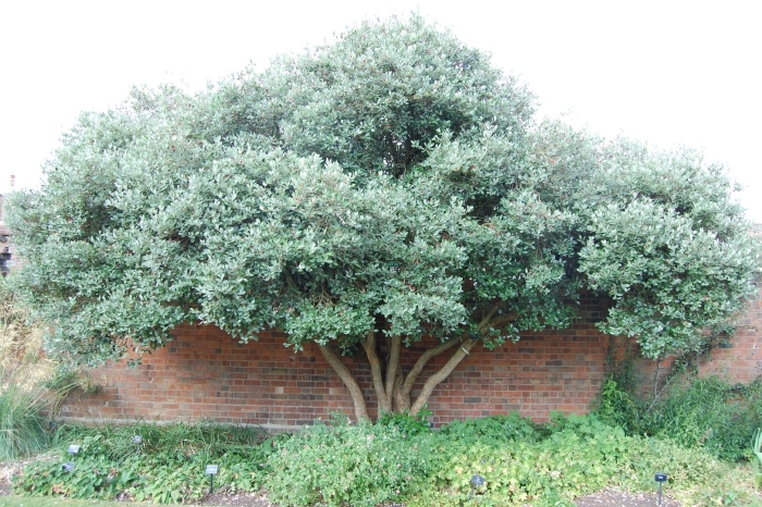 Elaeagnus angustifolia
