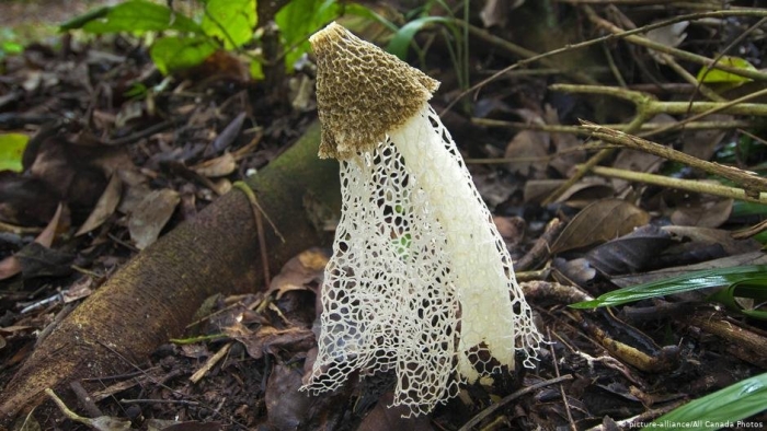 Phallus indusiatus