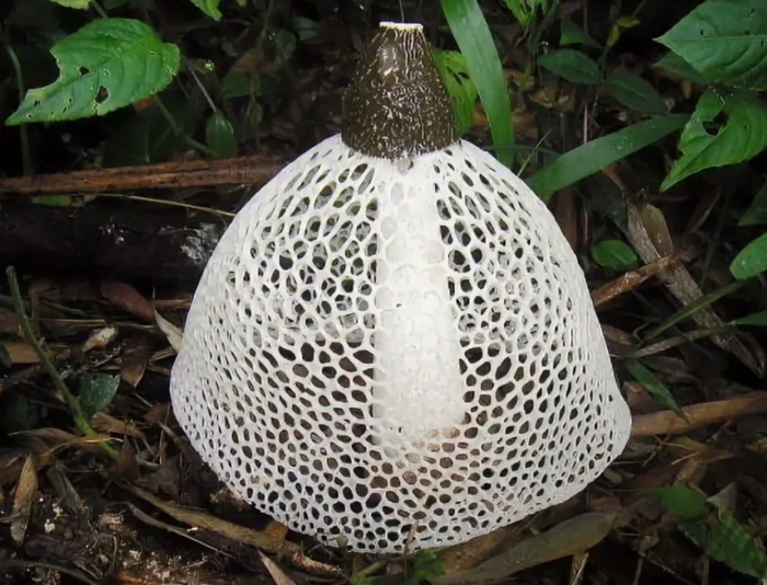 Гриб веселка сетконоска