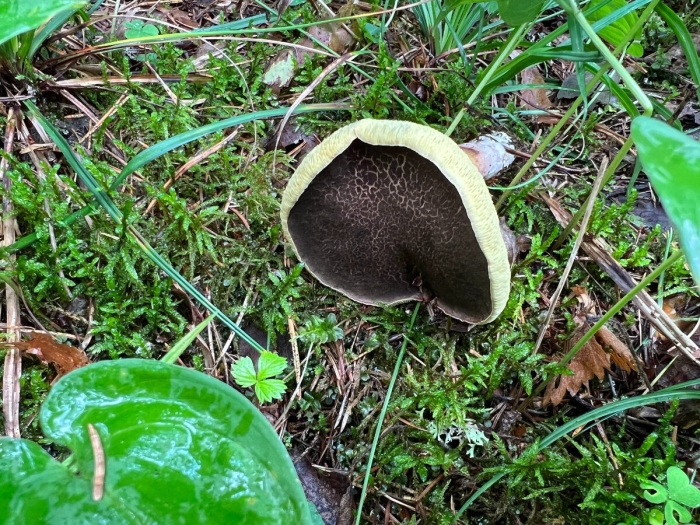 Моховик трещиноватый гриб