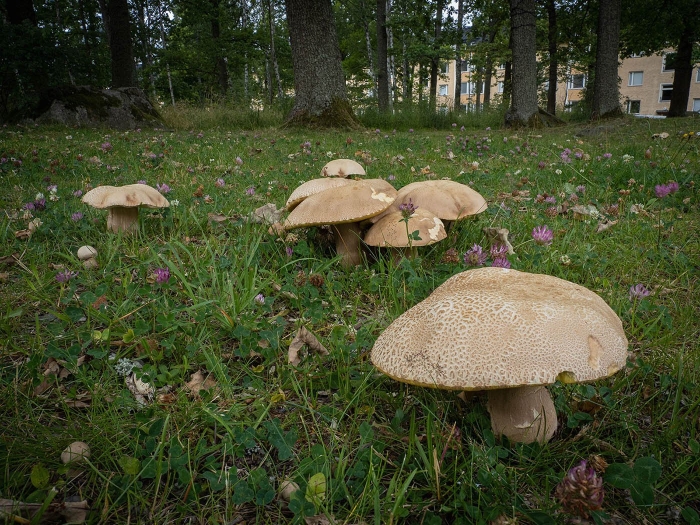 Белый гриб дубовый боровик сетчатый