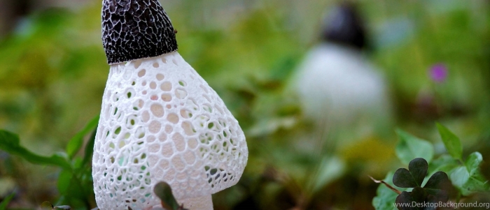 Гриб сетконоска