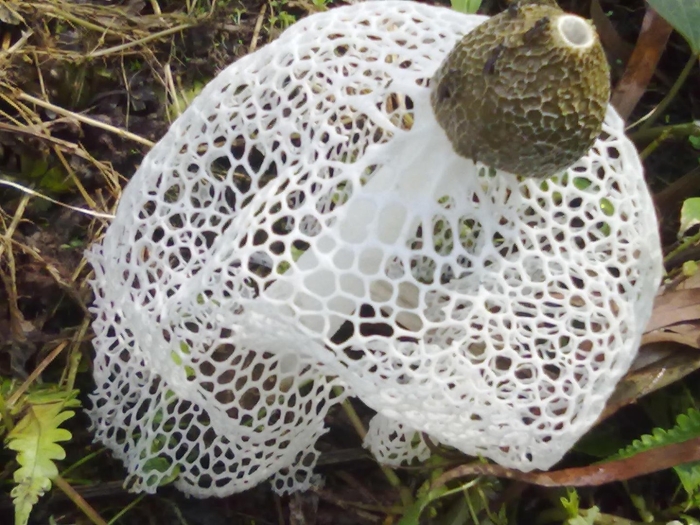 Гриб сетконоска