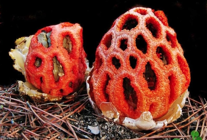 Решеточник красный гриб