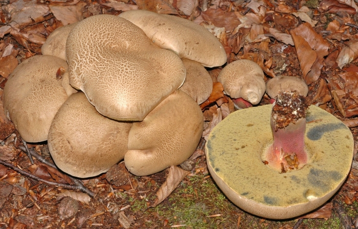 Boletus calopus