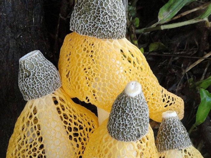 Сетконоска сдвоенная гриб